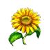 GL-5 Sunflower